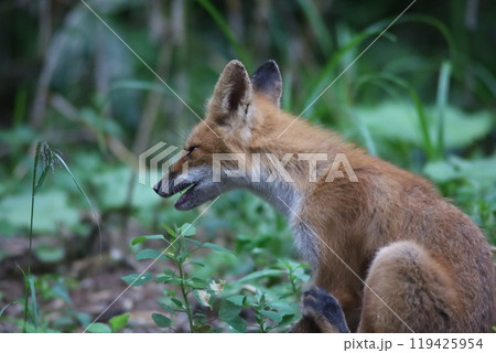 夏の森で出会ったキタキツネ 夏の森で出会ったキタキツネ 119425954