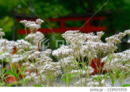 大原野神社のフジバカマ 大原野神社のフジバカマ 119425958