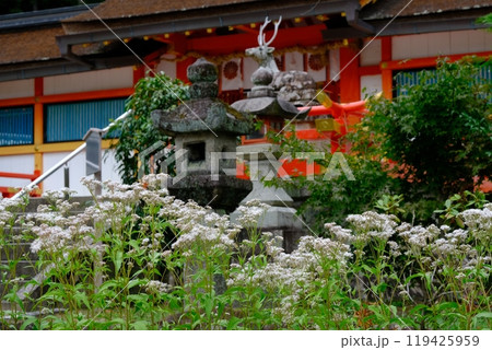 大原野神社のフジバカマ 大原野神社のフジバカマ 119425959