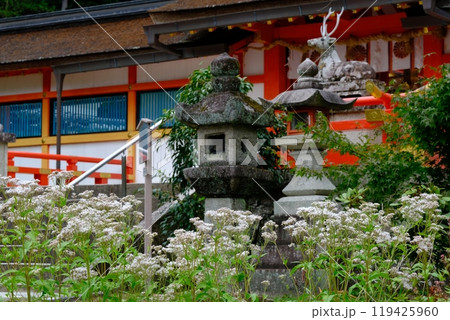 大原野神社のフジバカマ 大原野神社のフジバカマ 119425960