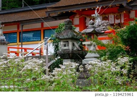 大原野神社のフジバカマ 大原野神社のフジバカマ 119425961