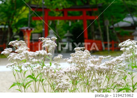 大原野神社のフジバカマ 119425962