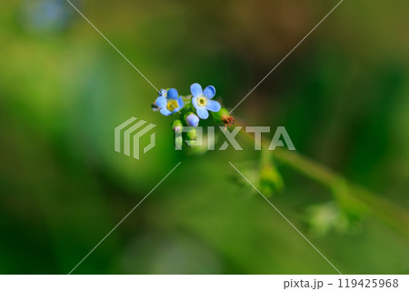 小さな薄いブルーの花を咲かせ、葉をもむとキュウリのような匂いがすることから名付けられた花 119425968