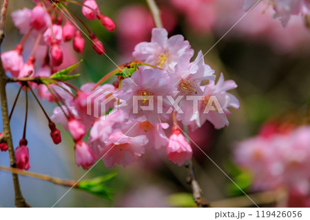 出会いと別れを彩る日本の花 サクラ 出会いと別れを彩る日本の花 サクラ 119426056