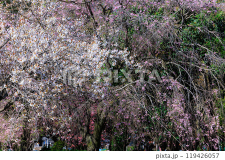 出会いと別れを彩る日本の花　サクラ 119426057