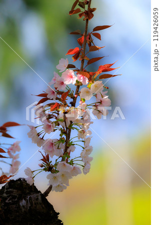 出会いと別れを彩る日本の花 サクラ 出会いと別れを彩る日本の花 サクラ 119426059