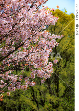 出会いと別れを彩る日本の花 サクラ 出会いと別れを彩る日本の花 サクラ 119426062