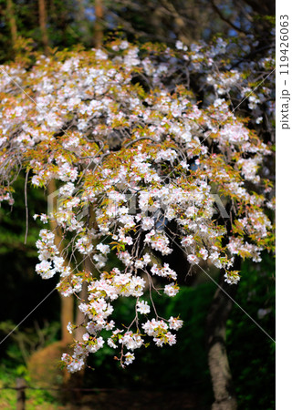 出会いと別れを彩る日本の花　サクラ 119426063