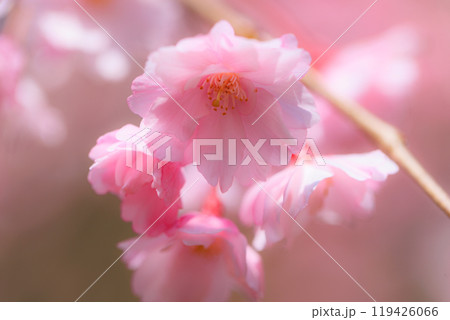 出会いと別れを彩る日本の花 サクラ 出会いと別れを彩る日本の花 サクラ 119426066