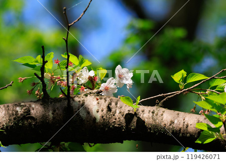 出会いと別れを彩る日本の花　サクラ 119426071