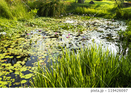 Close-up of the Beautiful purple water lilies in Wetland Park. 119426097