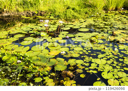 Close-up of the Beautiful purple water lilies in Wetland Park. Close-up of the Beautiful purple water lilies in Wetland Park. 119426098