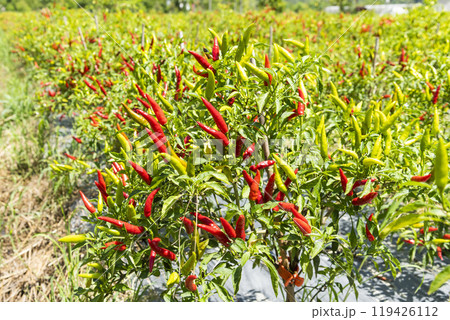 View of the facing heaven peppers growing on the field in Meinong, Kaohsiung, Taiwan. View of the facing heaven peppers growing on the field in Meinong, Kaohsiung, Taiwan. 119426112