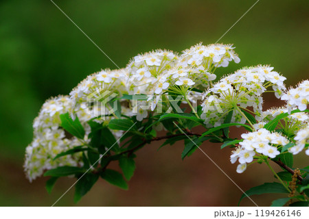 バラ科シモツケ属に分類される落葉低木の一種シモツケ 119426146