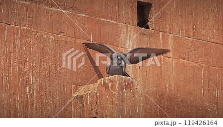Varanasi, Uttar Pradesh, India. Doves Pigeons mating kissing on old red wall Chet Singh Fort. Chet Singh Ghat. flight 119426164