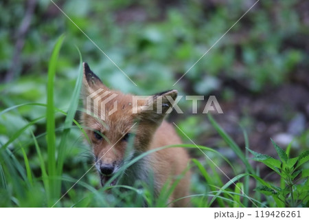 草陰から威嚇するキタキツネ 119426261