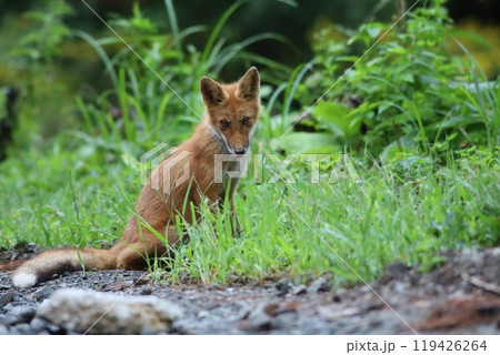 夏のキタキツネ 夏のキタキツネ 119426264