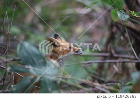 草陰から顔を出すキタキツネ 草陰から顔を出すキタキツネ 119426265