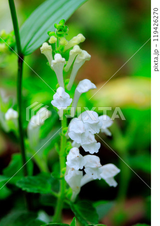 泡立つ波の様な紫色の可憐な花を咲かせる小さな山野草　タツナミソウ 119426270