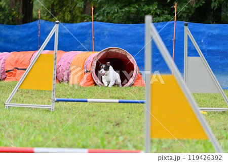 ジャックラッセルテリア 119426392