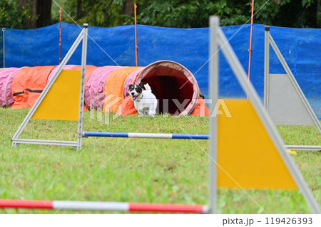 ジャンプするジャックラッセルテリア ジャンプするジャックラッセルテリア 119426393