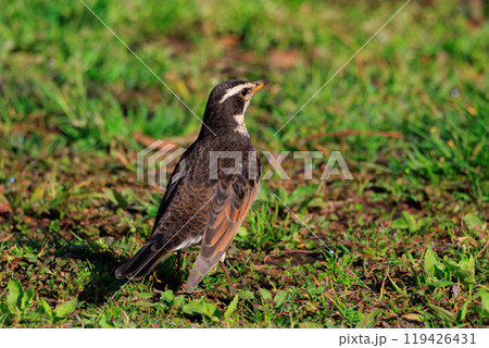 夏になって渡りで姿を消すと鳴き声が聞こえなくなることからツグミの名が付いた冬鳥 夏になって渡りで姿を消すと鳴き声が聞こえなくなることからツグミの名が付いた冬鳥 119426431