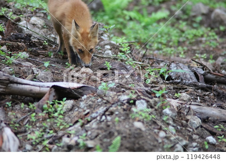 歩み寄ってくるキタキツネ 119426448
