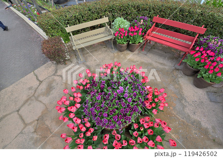 《愛知県》名古屋市名城公園のチューリップ 119426502