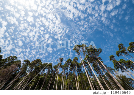 雲の浮かんだ空の下の杉林 119426649