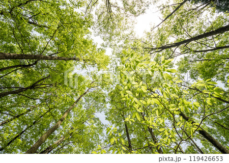 下から見上げたクヌギの林と新緑の枝葉 下から見上げたクヌギの林と新緑の枝葉 119426653
