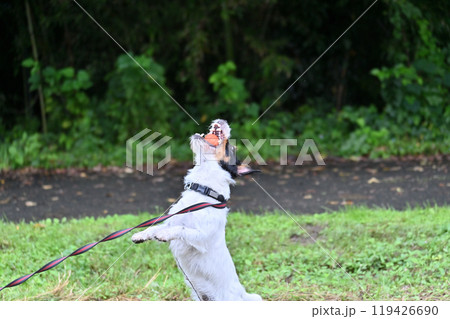 楽しそうにボールで遊ぶジャックラッセルテリア 119426690