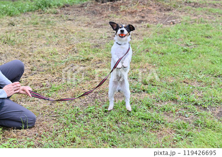 楽しそうにボールで遊ぶジャックラッセルテリア 楽しそうにボールで遊ぶジャックラッセルテリア 119426695