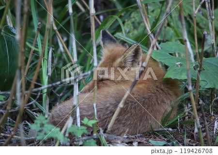 笹藪で眠るキタキツネ 笹藪で眠るキタキツネ 119426708