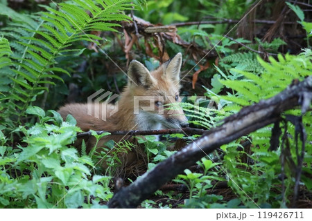 カメラ目線のキタキツネ 119426711