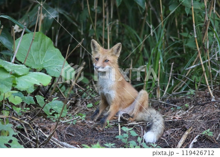 きつねポートレート きつねポートレート 119426712