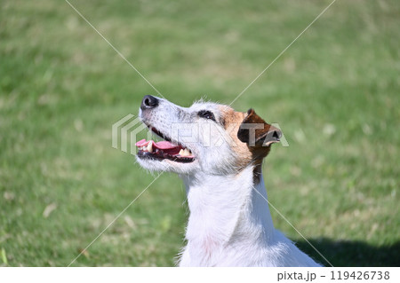 笑顔のジャックラッセルテリアの横顔 119426738