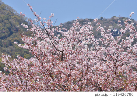 神戸北野天満宮神社の桜 119426790