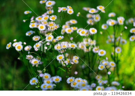 道端で良く見かけるい白い花ヒメジョオン 道端で良く見かけるい白い花ヒメジョオン 119426834