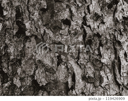 Vector illustration of rowan bark close-up. Texture of the trunk of Sorbus torminalis L. Background of living wood. Leather of forest nature. 119426909