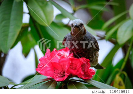 賑やかで目立つために日本では身近でも海外では珍鳥 ヒヨドリ 119426912