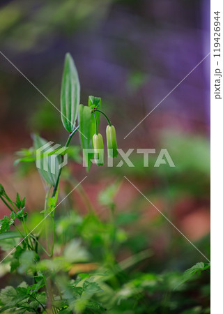 雑木林などの樹間の開けた場所に群生してアマドコロに似た花を咲かせるホウチャクソウ 雑木林などの樹間の開けた場所に群生してアマドコロに似た花を咲かせるホウチャクソウ 119426944