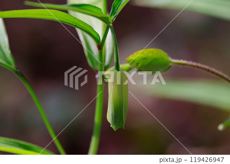 雑木林などの樹間の開けた場所に群生してアマドコロに似た花を咲かせるホウチャクソウ 119426947