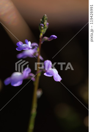 ウンランに似た花を咲かせ、芯が強い、喜び、輝きが花言葉のマツバウンラン 119426991