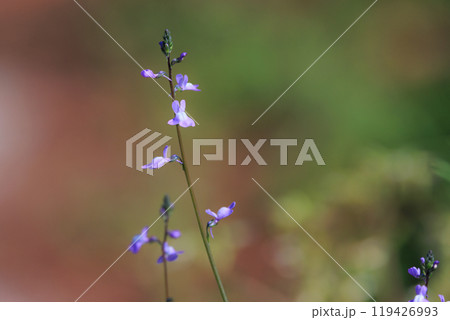 ウンランに似た花を咲かせ、芯が強い、喜び、輝きが花言葉のマツバウンラン 119426993