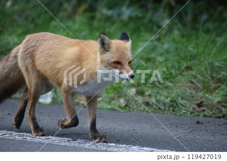 道路を歩くキタキツネ 119427019