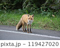 道路に立つキタキツネ 119427020
