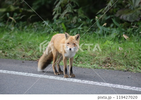 道路に立つキタキツネ 道路に立つキタキツネ 119427020