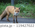 じっと見つめるキタキツネ 119427022