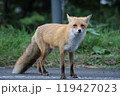 早朝のキタキツネ 119427023