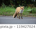 じっと見つめるキタキツネ 119427024